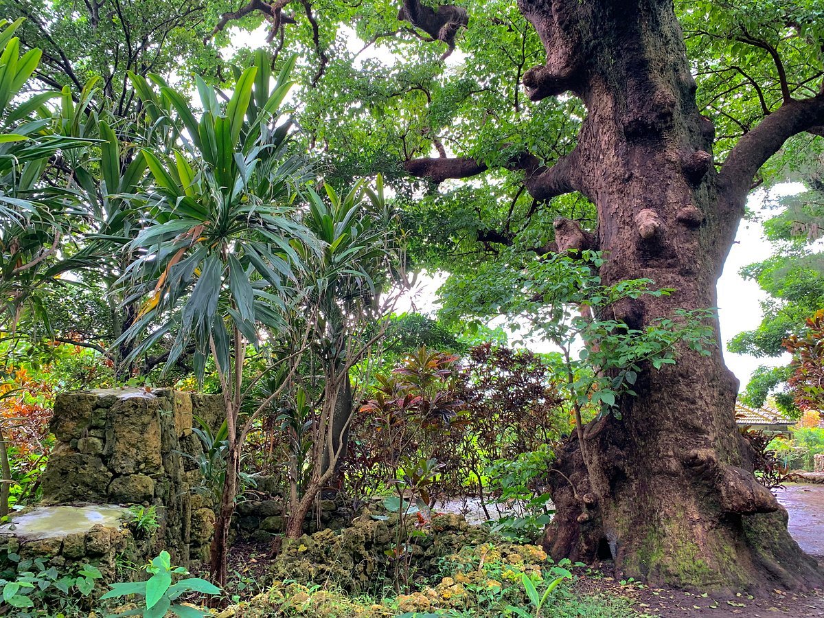 🌳 슈리 긴조의 큰 아카기 나무 (슈리킨조노 오오아카기) 이미지 3